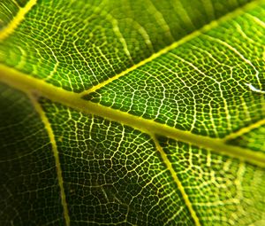 Preview wallpaper leaf, veins, macro, green, plant