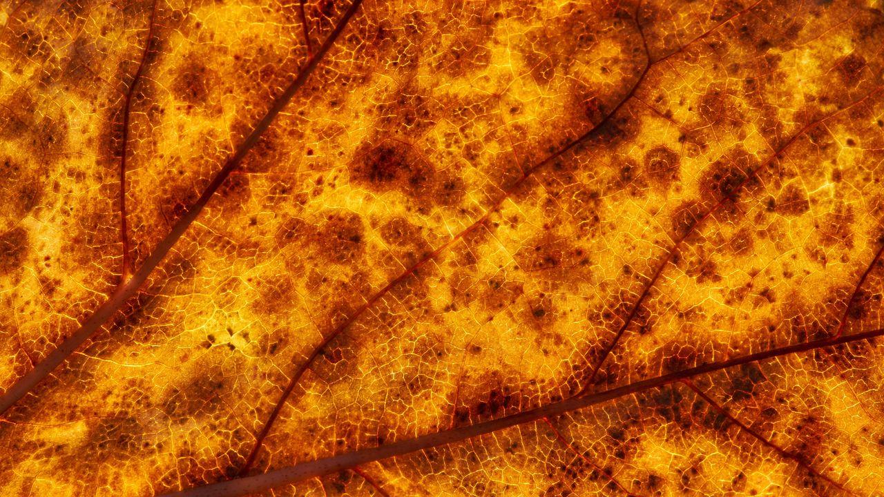 Wallpaper leaf, veins, macro, yellow