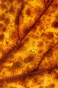 Preview wallpaper leaf, veins, macro, yellow