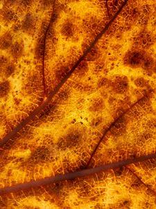 Preview wallpaper leaf, veins, macro, yellow