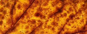 Preview wallpaper leaf, veins, macro, yellow