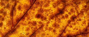 Preview wallpaper leaf, veins, macro, yellow