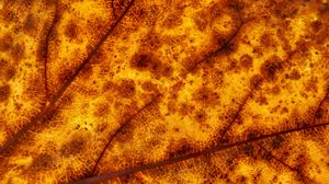 Preview wallpaper leaf, veins, macro, yellow