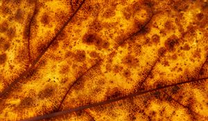 Preview wallpaper leaf, veins, macro, yellow