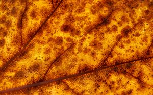Preview wallpaper leaf, veins, macro, yellow