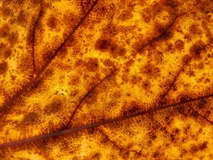 Preview wallpaper leaf, veins, macro, yellow