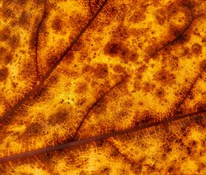 Preview wallpaper leaf, veins, macro, yellow