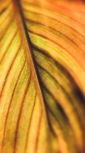 Preview wallpaper leaf, veins, macro, plant, stripes