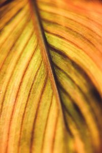 Preview wallpaper leaf, veins, macro, plant, stripes