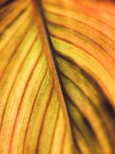 Preview wallpaper leaf, veins, macro, plant, stripes