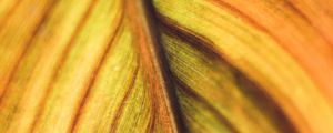 Preview wallpaper leaf, veins, macro, plant, stripes