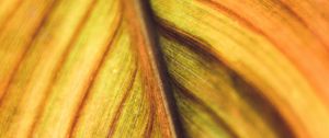 Preview wallpaper leaf, veins, macro, plant, stripes