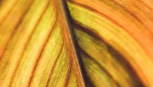 Preview wallpaper leaf, veins, macro, plant, stripes