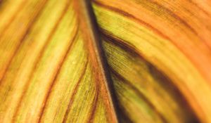 Preview wallpaper leaf, veins, macro, plant, stripes