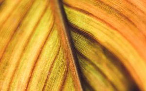 Preview wallpaper leaf, veins, macro, plant, stripes