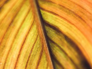 Preview wallpaper leaf, veins, macro, plant, stripes