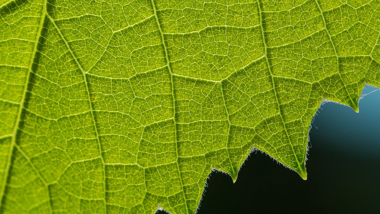 Wallpaper leaf, veins, macro, closeup