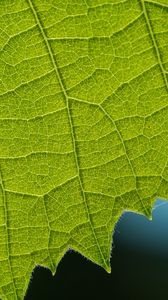 Preview wallpaper leaf, veins, macro, closeup