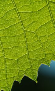 Preview wallpaper leaf, veins, macro, closeup