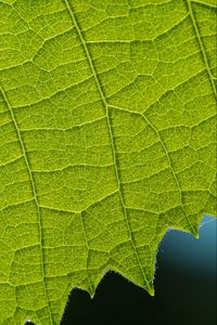 Preview wallpaper leaf, veins, macro, closeup