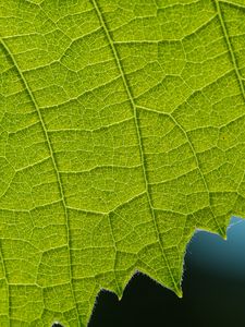 Preview wallpaper leaf, veins, macro, closeup