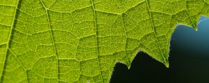 Preview wallpaper leaf, veins, macro, closeup
