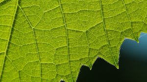 Preview wallpaper leaf, veins, macro, closeup