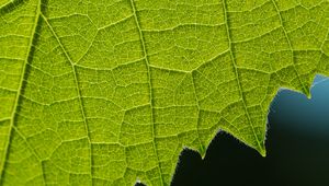 Preview wallpaper leaf, veins, macro, closeup