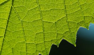 Preview wallpaper leaf, veins, macro, closeup