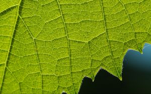 Preview wallpaper leaf, veins, macro, closeup