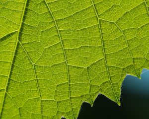 Preview wallpaper leaf, veins, macro, closeup