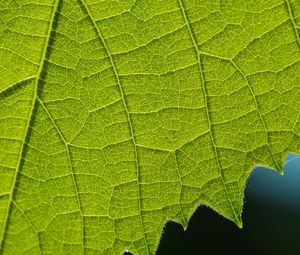 Preview wallpaper leaf, veins, macro, closeup