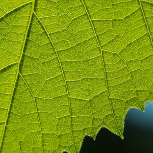 Preview wallpaper leaf, veins, macro, closeup