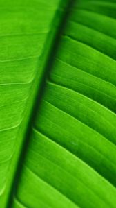 Preview wallpaper leaf, veins, macro, stripes, green