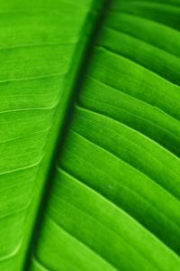 Preview wallpaper leaf, veins, macro, stripes, green