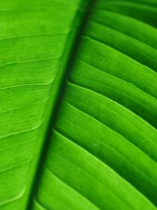 Preview wallpaper leaf, veins, macro, stripes, green