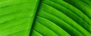 Preview wallpaper leaf, veins, macro, stripes, green