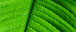 Preview wallpaper leaf, veins, macro, stripes, green