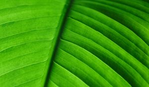 Preview wallpaper leaf, veins, macro, stripes, green