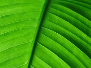 Preview wallpaper leaf, veins, macro, stripes, green