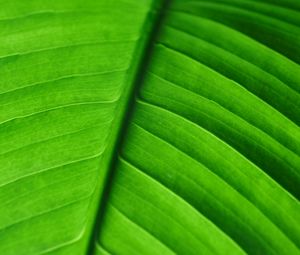 Preview wallpaper leaf, veins, macro, stripes, green