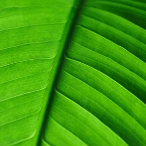 Preview wallpaper leaf, veins, macro, stripes, green