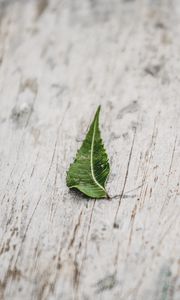 Preview wallpaper leaf, veins, macro, wooden, surface