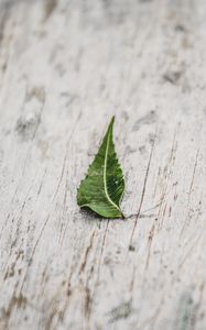 Preview wallpaper leaf, veins, macro, wooden, surface