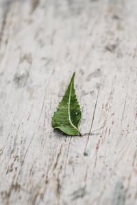 Preview wallpaper leaf, veins, macro, wooden, surface