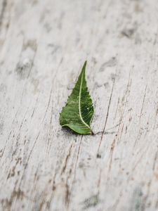 Preview wallpaper leaf, veins, macro, wooden, surface