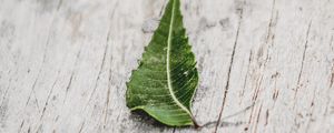 Preview wallpaper leaf, veins, macro, wooden, surface