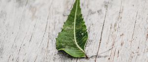 Preview wallpaper leaf, veins, macro, wooden, surface