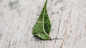 Preview wallpaper leaf, veins, macro, wooden, surface