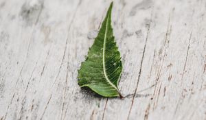 Preview wallpaper leaf, veins, macro, wooden, surface
